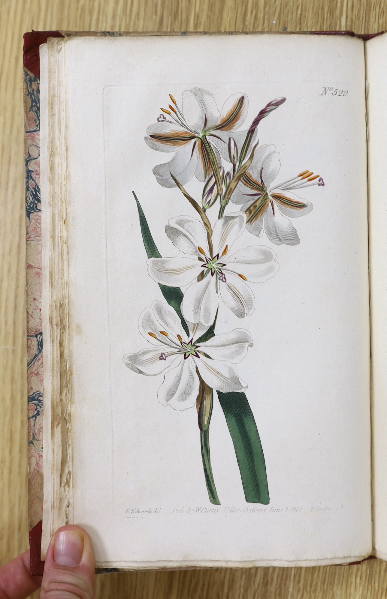 Curtis, William - A Botanical Magazine; or, Flower-Garden Displayed ... vols. IV, XI and XII (bound together), XIII and XV; New Series vol. VIII; Third Series vols. XII, XIV, XVI and XXIII. (10 vols).